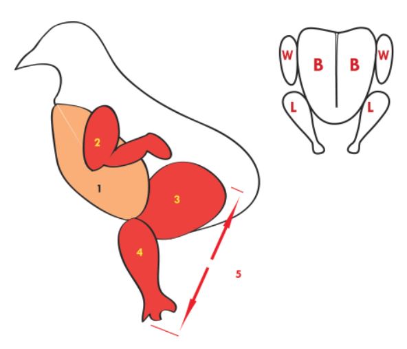 shape